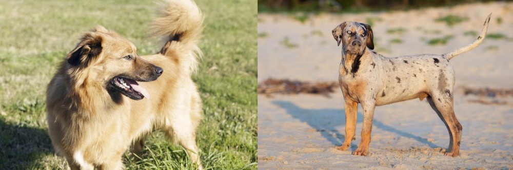 Catahoula Cur vs Basque Shepherd - Breed Comparison