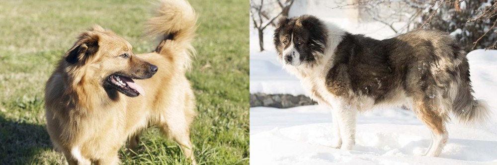 Caucasian Shepherd vs Basque Shepherd - Breed Comparison
