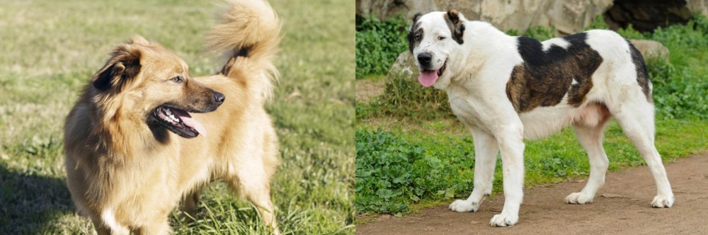 Central Asian Shepherd vs Basque Shepherd - Breed Comparison