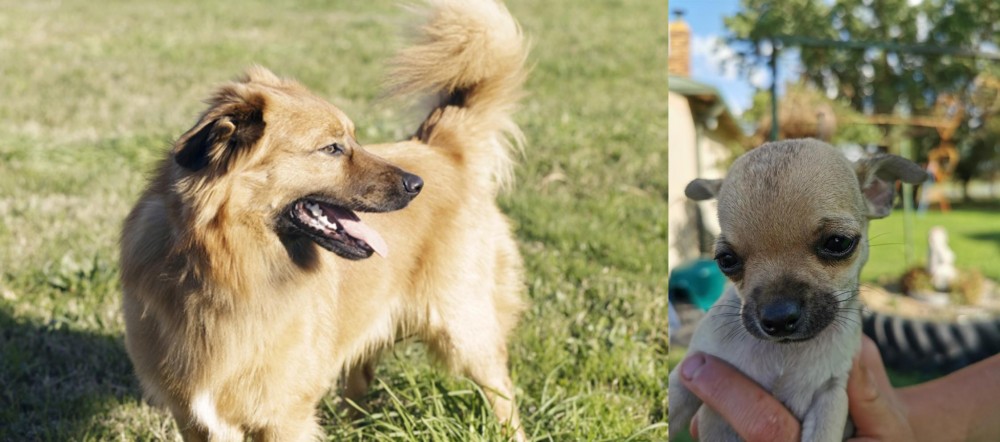Chihuahua vs Basque Shepherd - Breed Comparison