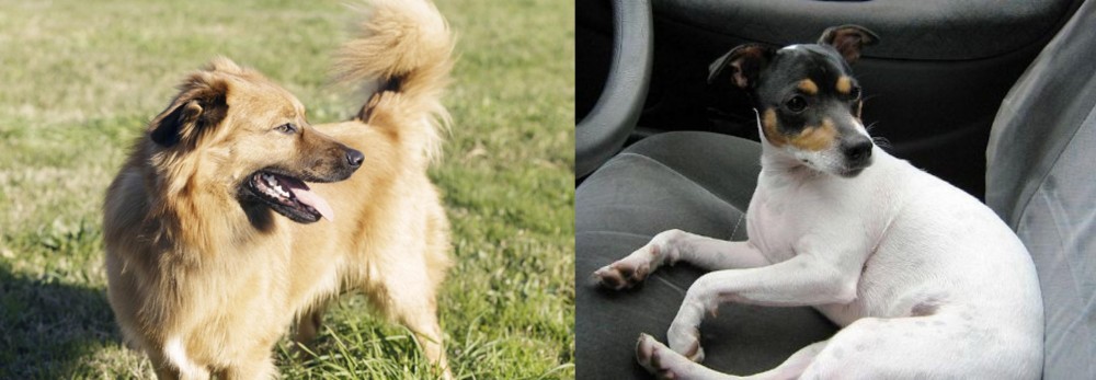 Chilean Fox Terrier vs Basque Shepherd - Breed Comparison