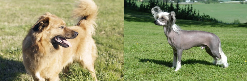 Chinese Crested Dog vs Basque Shepherd - Breed Comparison