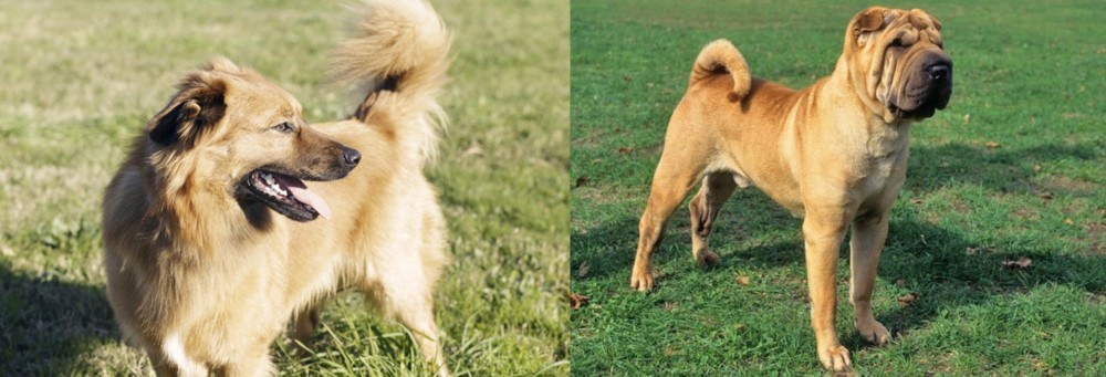 Chinese Shar Pei vs Basque Shepherd - Breed Comparison