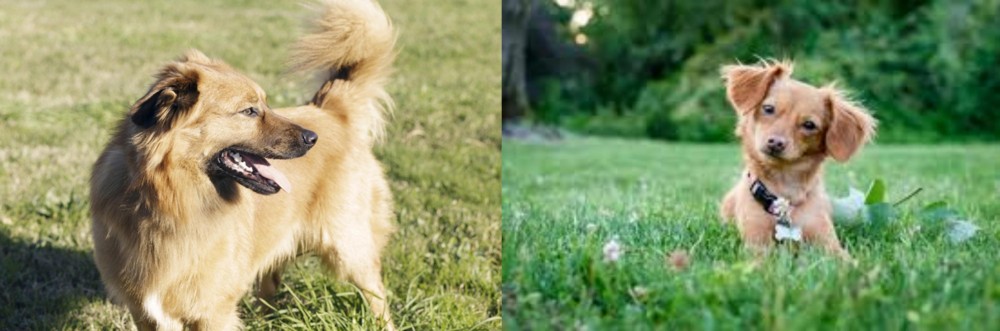 Chiweenie vs Basque Shepherd - Breed Comparison