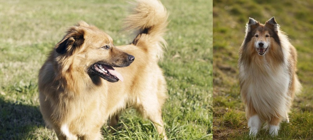 Collie vs Basque Shepherd - Breed Comparison