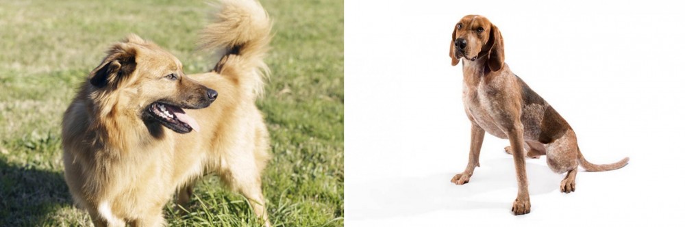 Coonhound vs Basque Shepherd - Breed Comparison