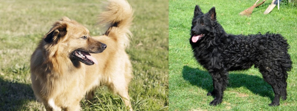 Croatian Sheepdog vs Basque Shepherd - Breed Comparison