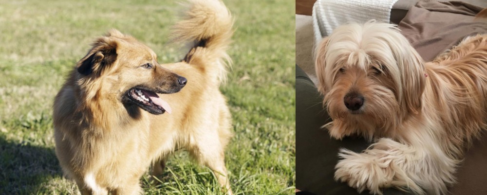 Cyprus Poodle vs Basque Shepherd - Breed Comparison