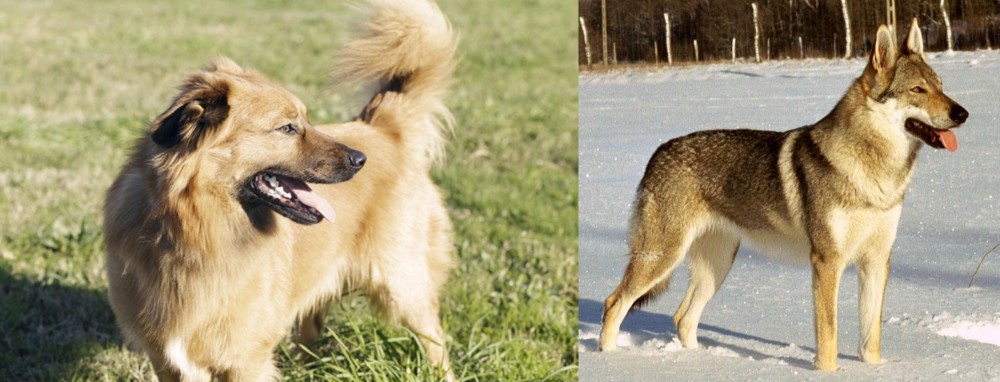 Czechoslovakian Wolfdog vs Basque Shepherd - Breed Comparison