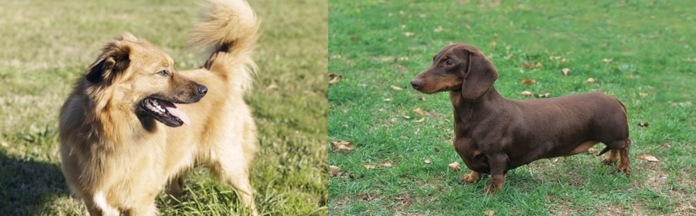 Dachshund vs Basque Shepherd - Breed Comparison