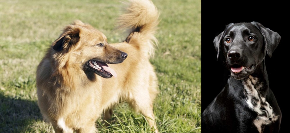 Dalmador vs Basque Shepherd - Breed Comparison
