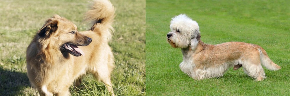 Dandie Dinmont Terrier vs Basque Shepherd - Breed Comparison