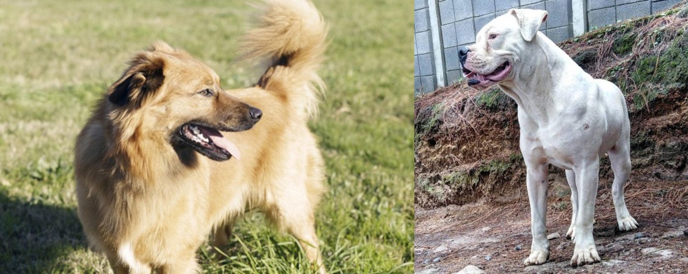 Dogo Guatemalteco vs Basque Shepherd - Breed Comparison