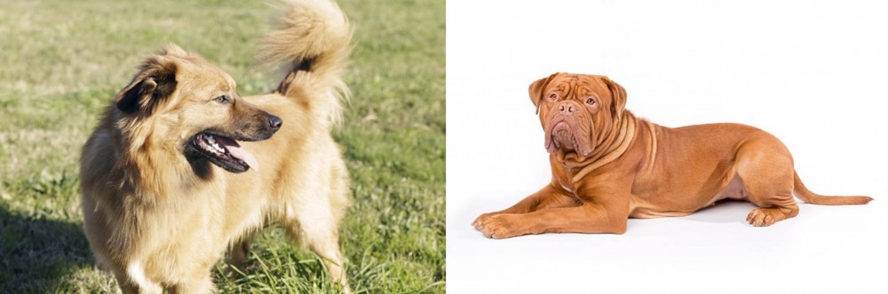 Dogue De Bordeaux vs Basque Shepherd - Breed Comparison
