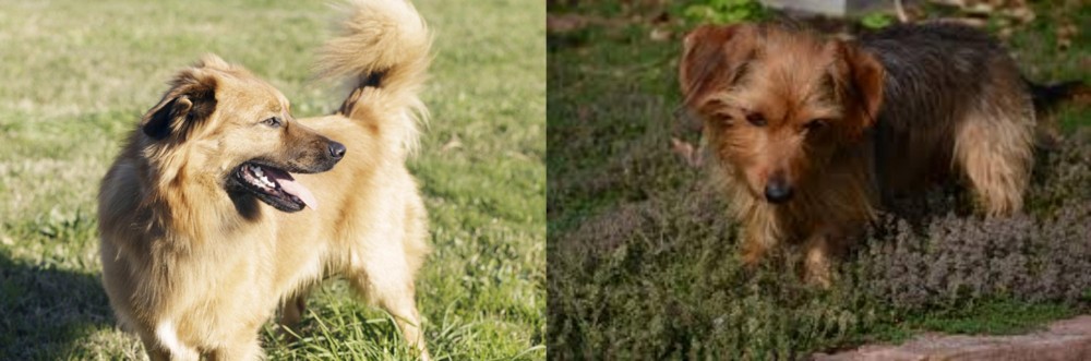 Dorkie vs Basque Shepherd - Breed Comparison