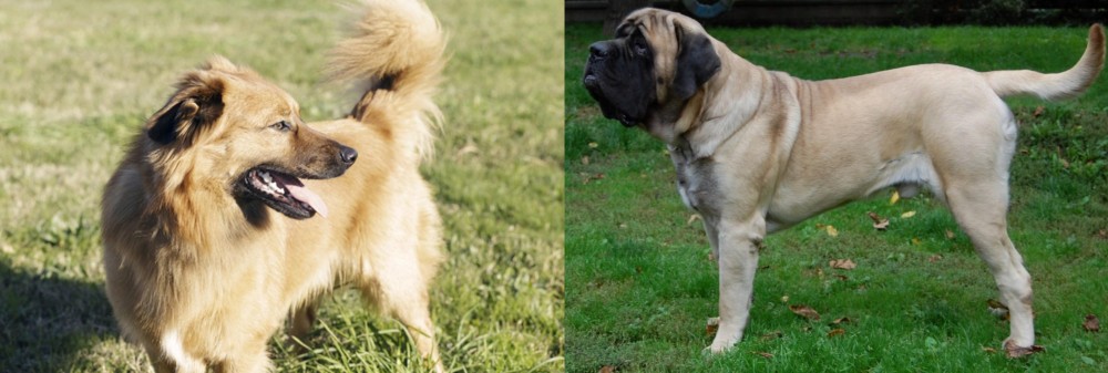 English Mastiff vs Basque Shepherd - Breed Comparison