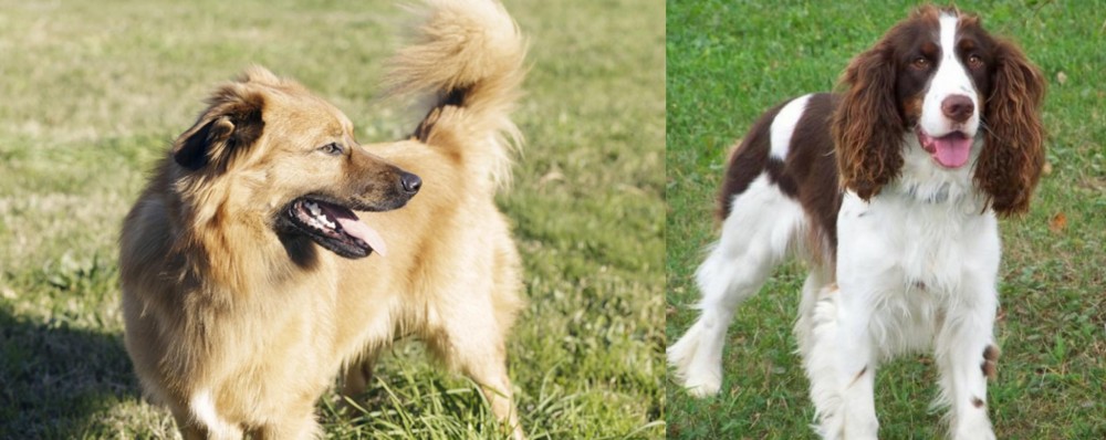 English Springer Spaniel vs Basque Shepherd - Breed Comparison