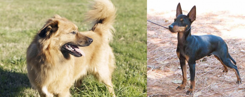 English Toy Terrier (Black & Tan) vs Basque Shepherd - Breed Comparison