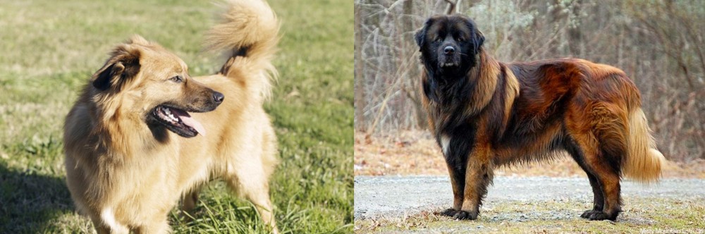 Estrela Mountain Dog vs Basque Shepherd - Breed Comparison