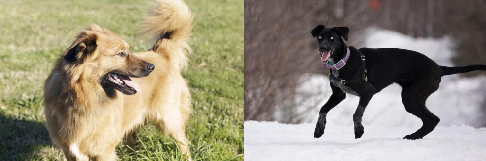 Eurohound vs Basque Shepherd - Breed Comparison