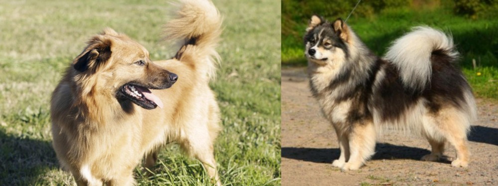 Finnish Lapphund vs Basque Shepherd - Breed Comparison