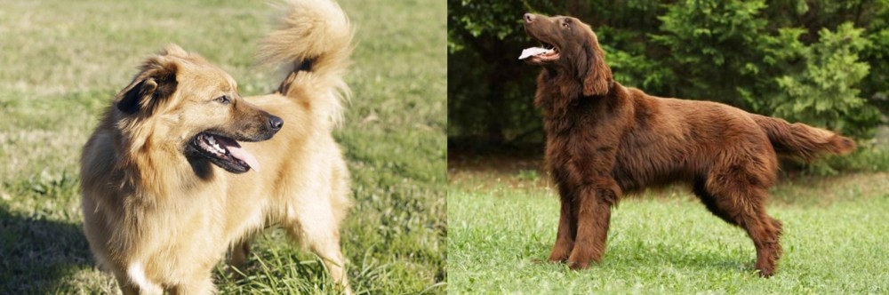 Flat-Coated Retriever vs Basque Shepherd - Breed Comparison