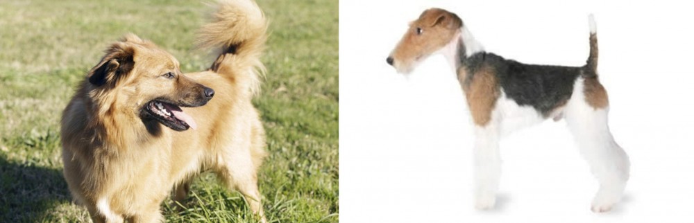 Fox Terrier vs Basque Shepherd - Breed Comparison