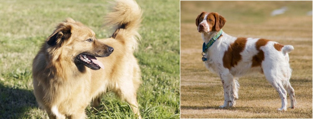 French Brittany vs Basque Shepherd - Breed Comparison
