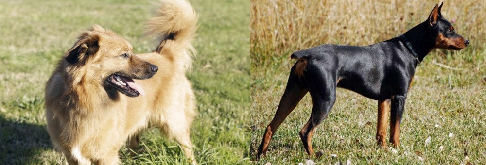 German Pinscher vs Basque Shepherd - Breed Comparison