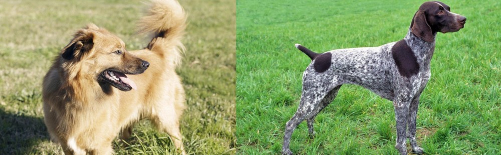German Shorthaired Pointer vs Basque Shepherd - Breed Comparison