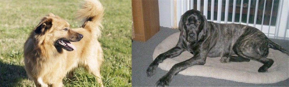 Giant Maso Mastiff vs Basque Shepherd - Breed Comparison