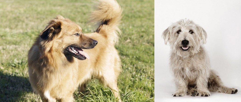 Glen of Imaal Terrier vs Basque Shepherd - Breed Comparison