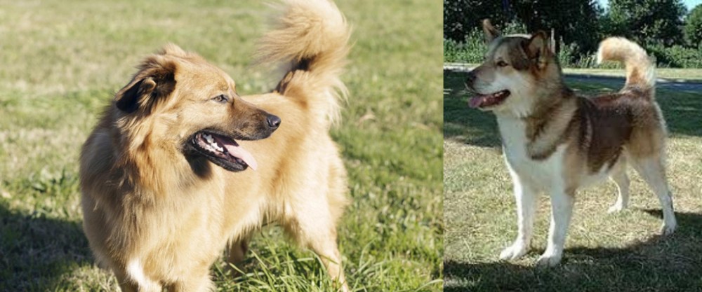 Greenland Dog vs Basque Shepherd - Breed Comparison