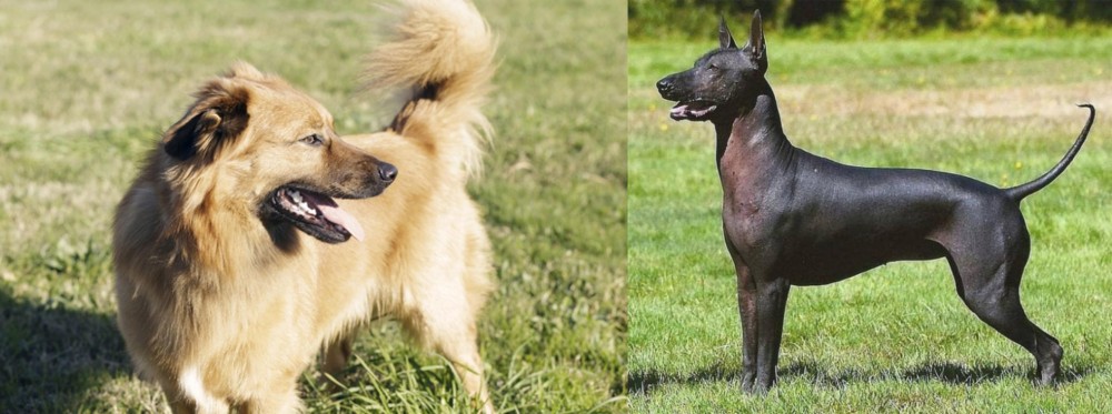 Hairless Khala vs Basque Shepherd - Breed Comparison