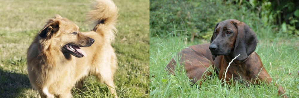 Hanover Hound vs Basque Shepherd - Breed Comparison