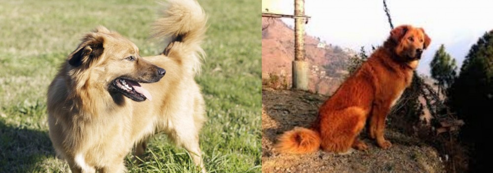 Himalayan Sheepdog vs Basque Shepherd - Breed Comparison