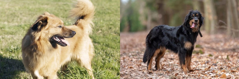 Hovawart vs Basque Shepherd - Breed Comparison
