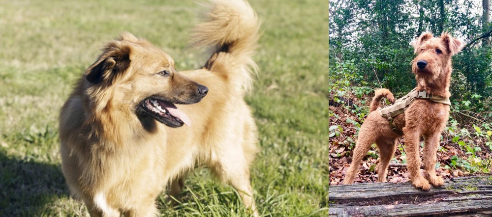 Irish Terrier vs Basque Shepherd - Breed Comparison