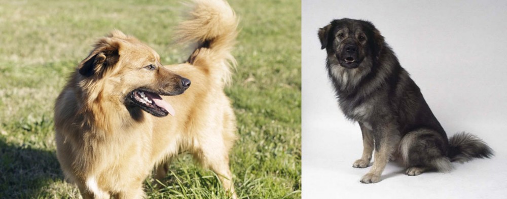 Istrian Sheepdog vs Basque Shepherd - Breed Comparison