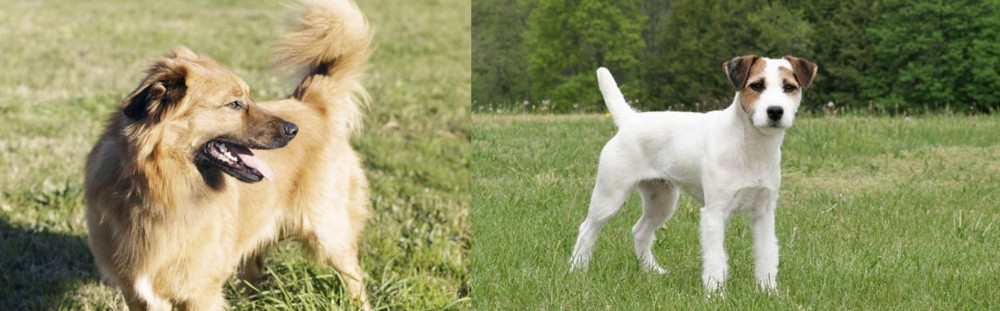 Jack Russell Terrier vs Basque Shepherd - Breed Comparison