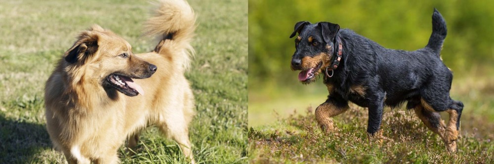 Jagdterrier vs Basque Shepherd - Breed Comparison