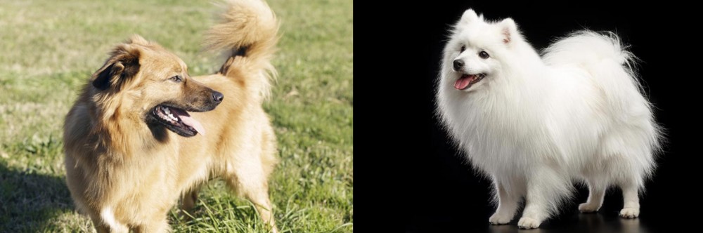 Japanese Spitz vs Basque Shepherd - Breed Comparison