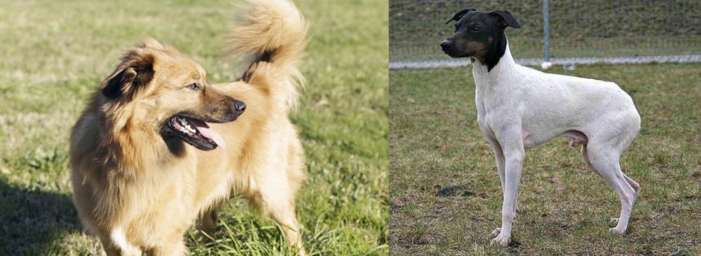 Japanese Terrier vs Basque Shepherd - Breed Comparison