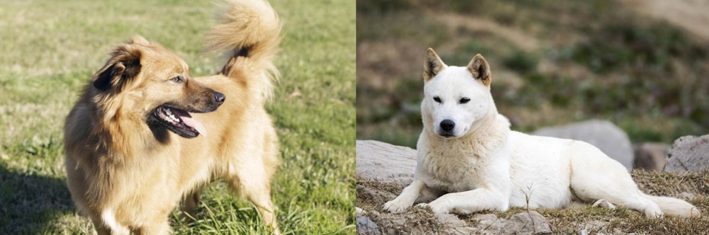 Jindo vs Basque Shepherd - Breed Comparison