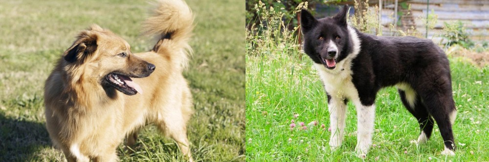 Karelian Bear Dog vs Basque Shepherd - Breed Comparison