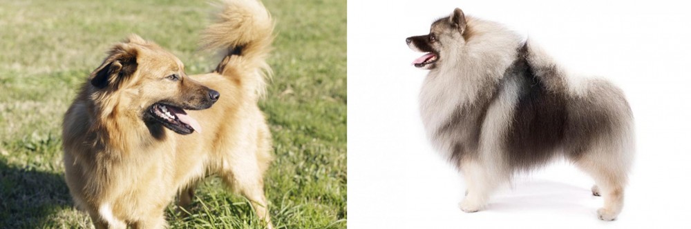 Keeshond vs Basque Shepherd - Breed Comparison
