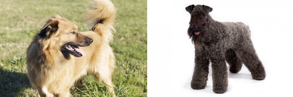 Kerry Blue Terrier vs Basque Shepherd - Breed Comparison
