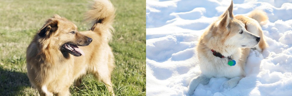 Labrador Husky vs Basque Shepherd - Breed Comparison