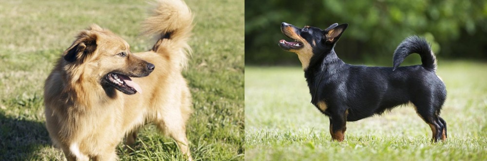 Lancashire Heeler vs Basque Shepherd - Breed Comparison