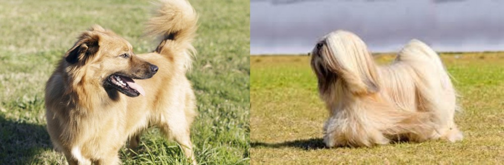 Lhasa Apso vs Basque Shepherd - Breed Comparison